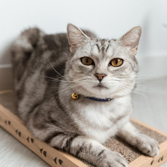 Collier de sécurité floqué pour chat - universmiaou
