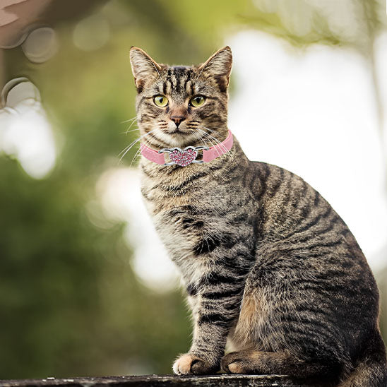 Collier de chat à breloque en forme de cœur et cloche - universmiaou