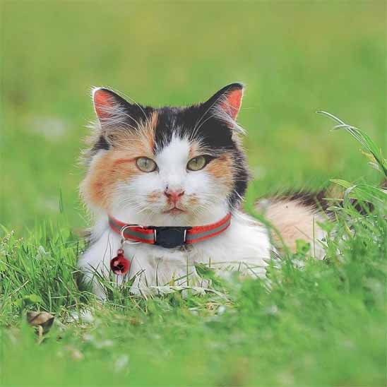 Collier réfléchissant réglable pour chat - universmiaou