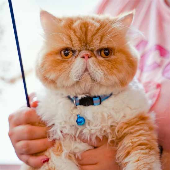 Collier réfléchissant réglable pour chat - universmiaou