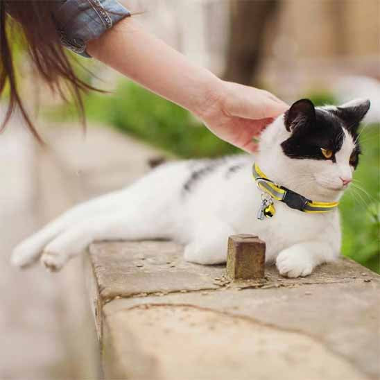 Collier réfléchissant réglable pour chat - universmiaou