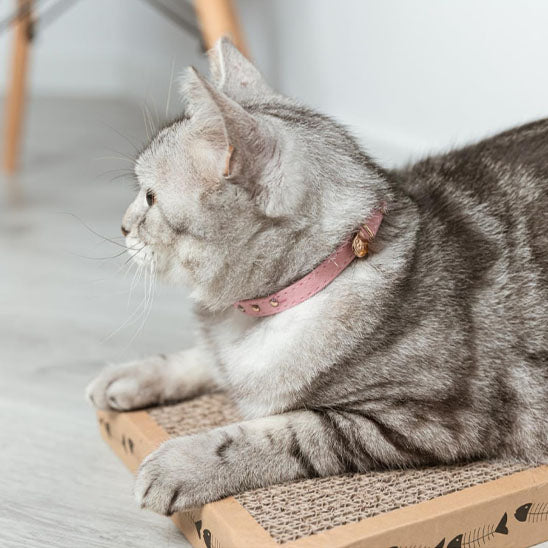 Collier de sécurité floqué pour chat - universmiaou
