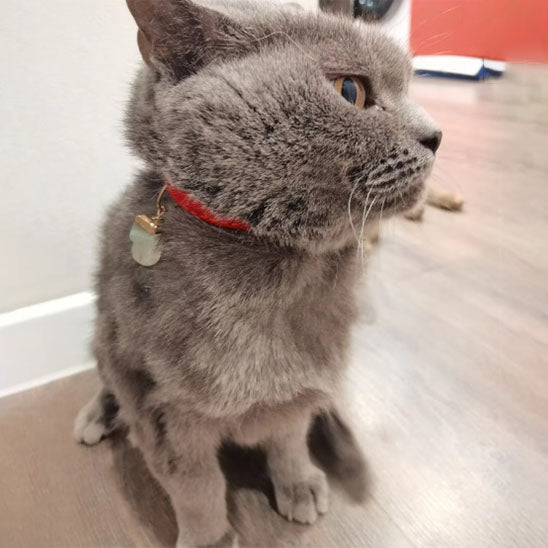 Collier de sécurité floqué pour chat - universmiaou