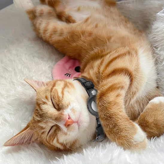 Collier anti-étranglement avec cloche pour chat - universmiaou