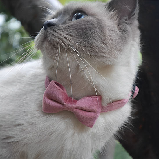 Collier velours en nœud pour chat - universmiaou