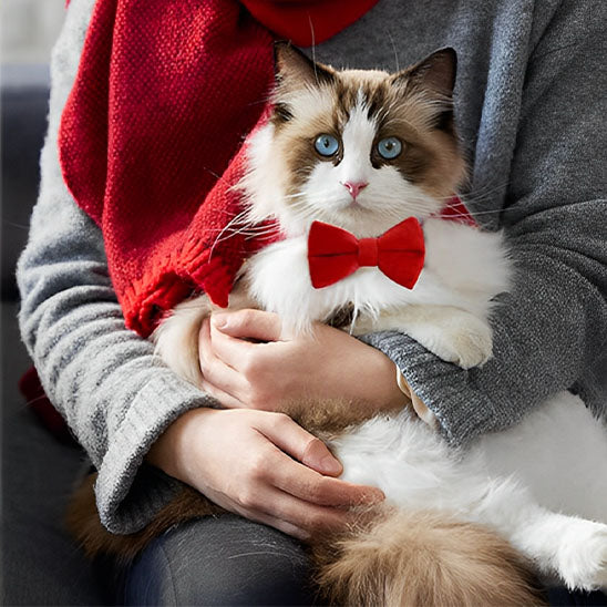 Collier velours en nœud pour chat - universmiaou