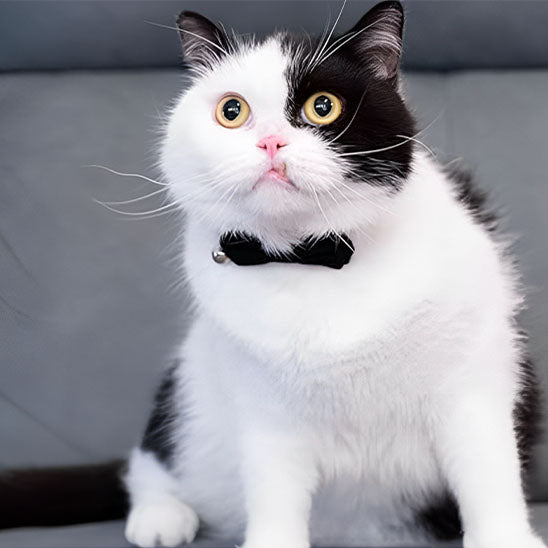 Collier velours en nœud pour chat - universmiaou