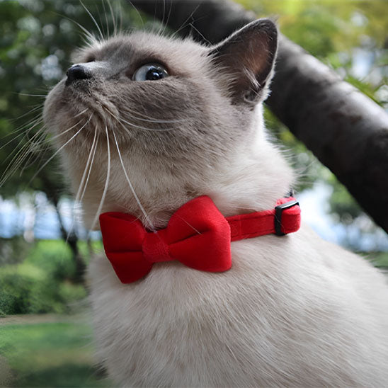 Collier velours en nœud pour chat - universmiaou