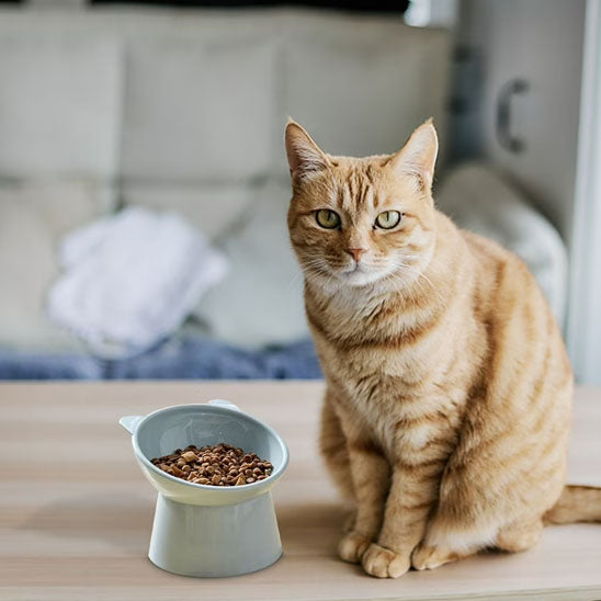 Gamelle anti-renversement pour chat - universmiaou